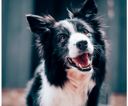 estate planning pets